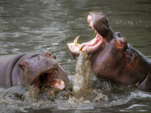 Hippo business